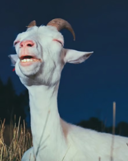 Close-up of the enlightened white goat, eyes closed and teeth showing